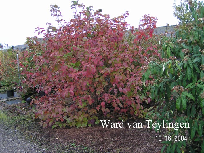 Viburnum sargentii