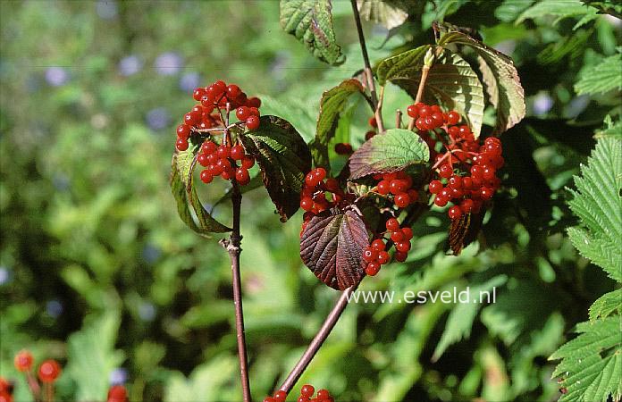 Viburnum wrightii hessei