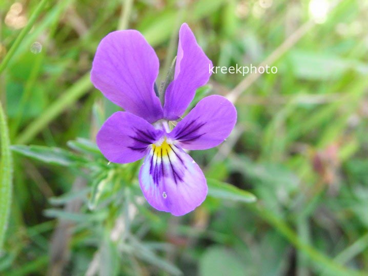 Viola cornuta