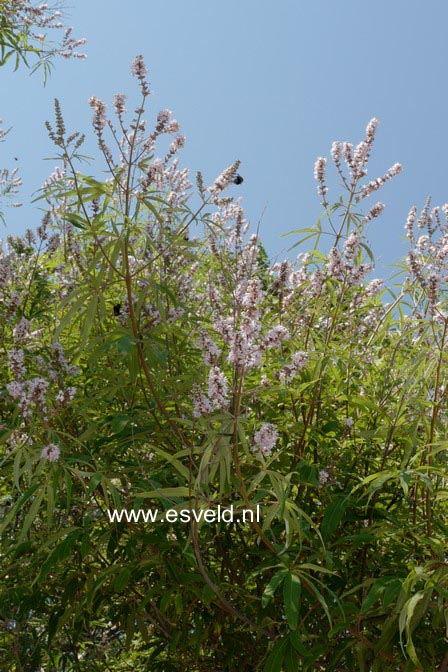 Vitex agnus-castus 'Rosea'