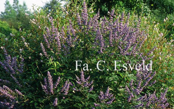 Vitex agnus-castus