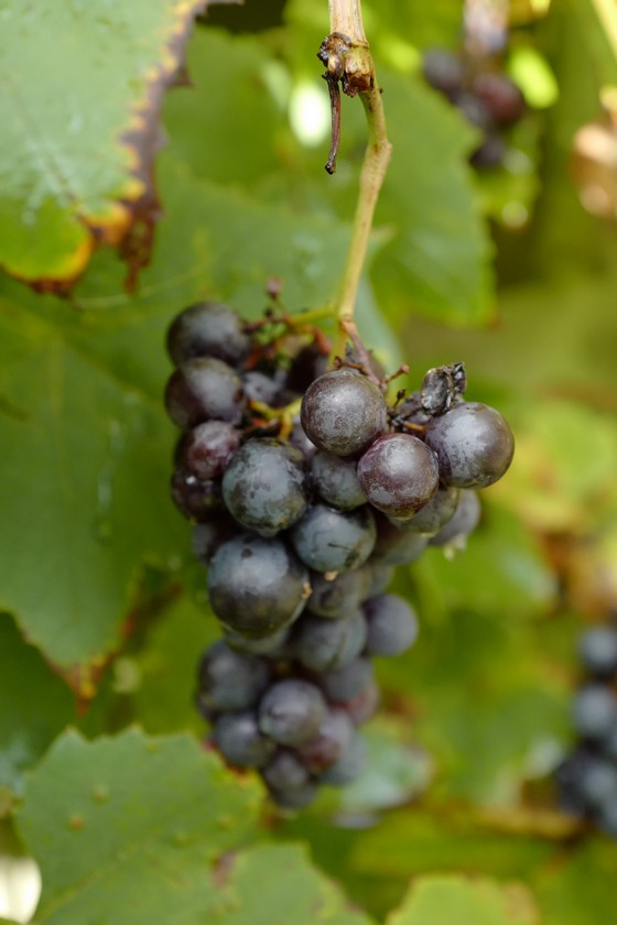 Vitis vinifera 'Boskoop Glory'