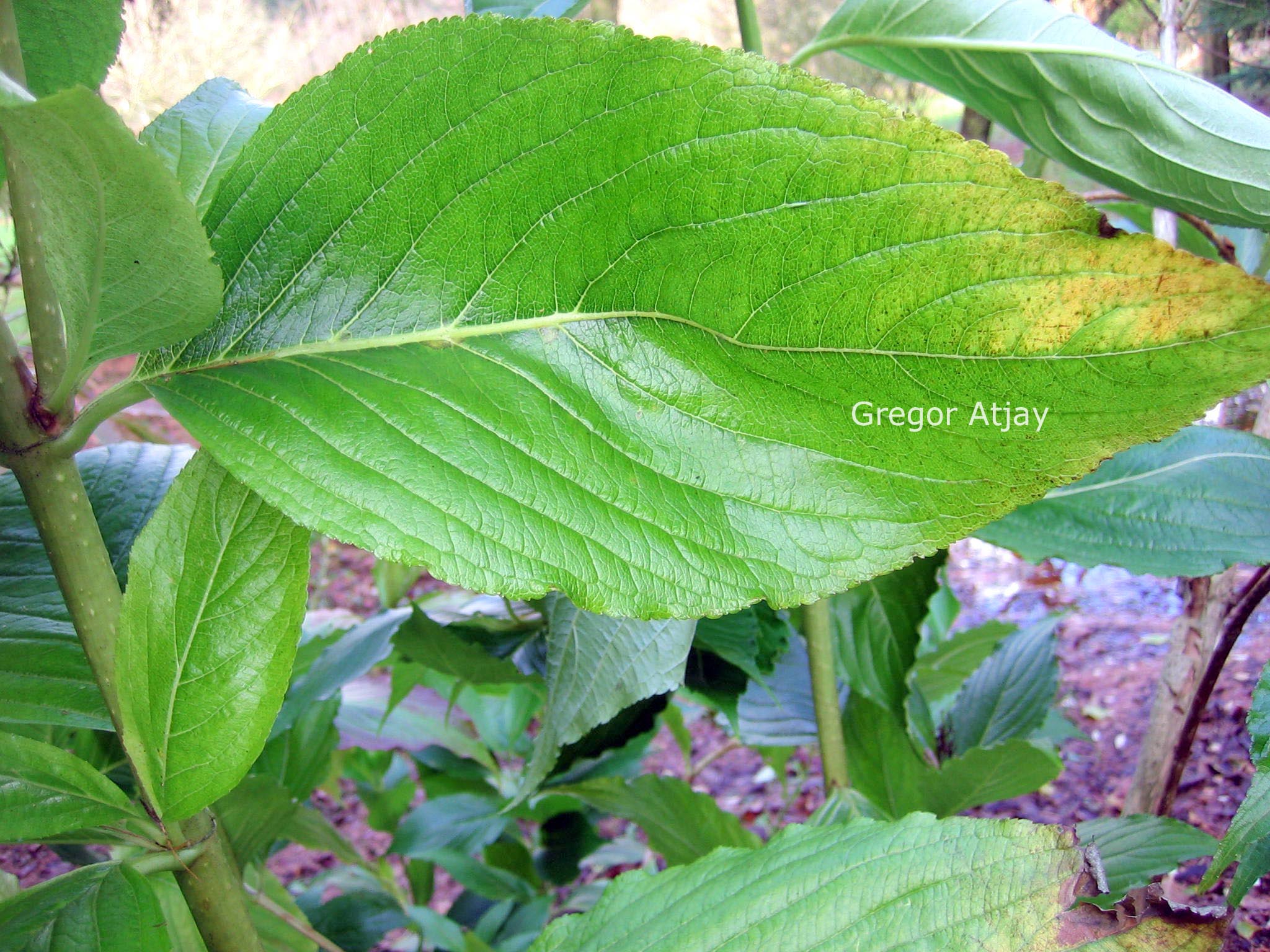 Weigela coraeensis
