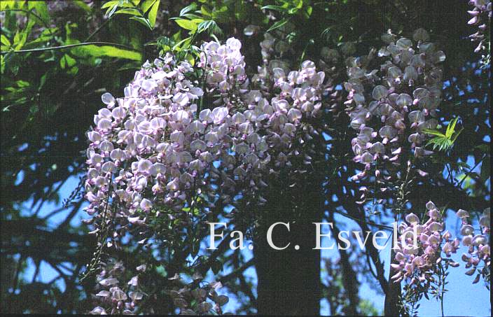 Wisteria floribunda 'Honbeni'