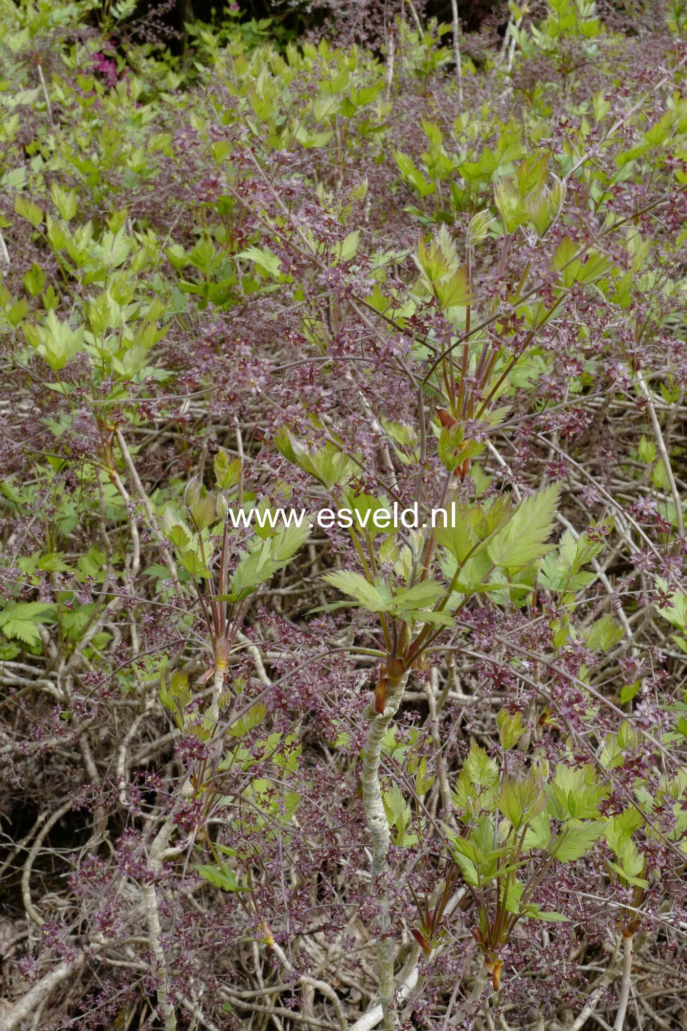 Xanthorhiza simplicissima