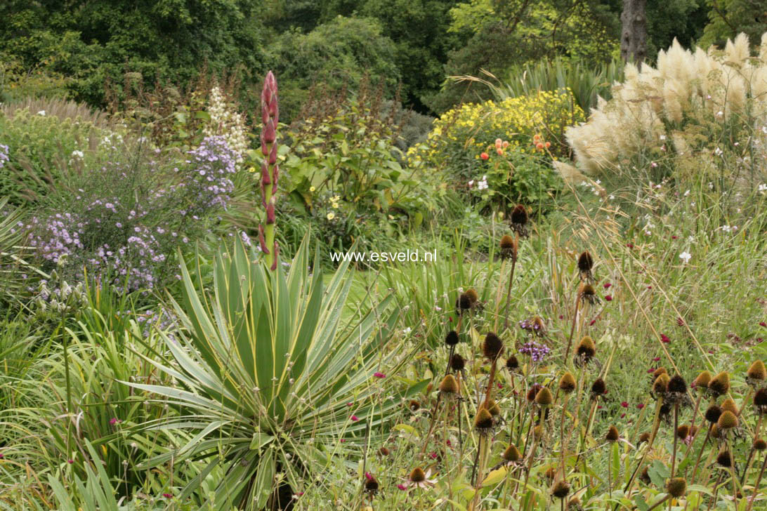 Yucca gloriosa 'Variegata'
