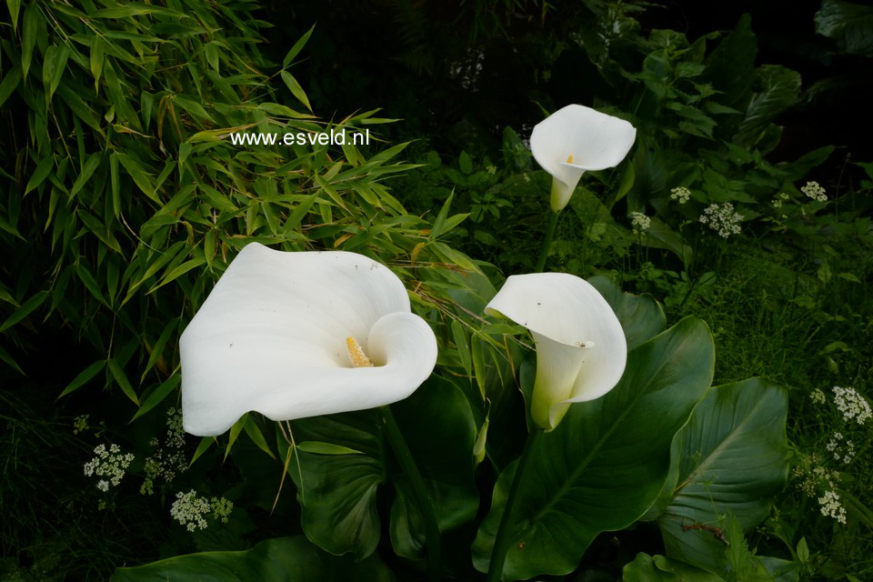 Zantedeschia aethiopica