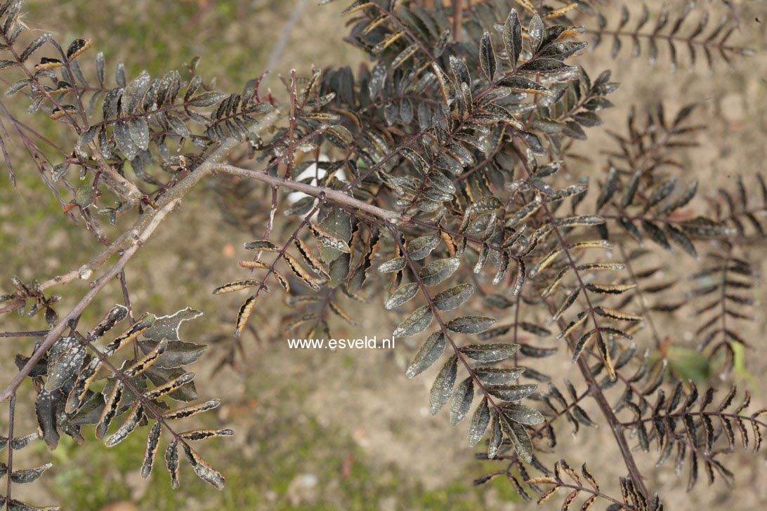 Zanthoxylum piperitum