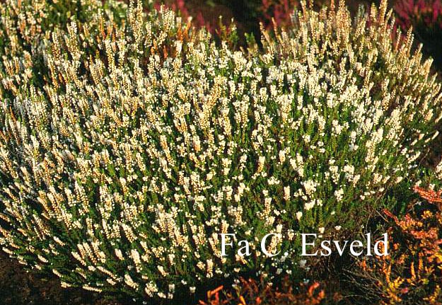 Calluna vulgaris 'Spring Cream'