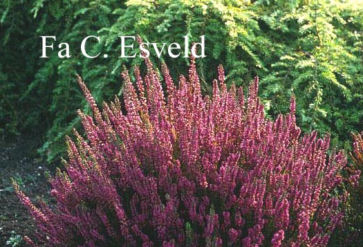 Calluna vulgaris 'Perestrojka' (7084)
