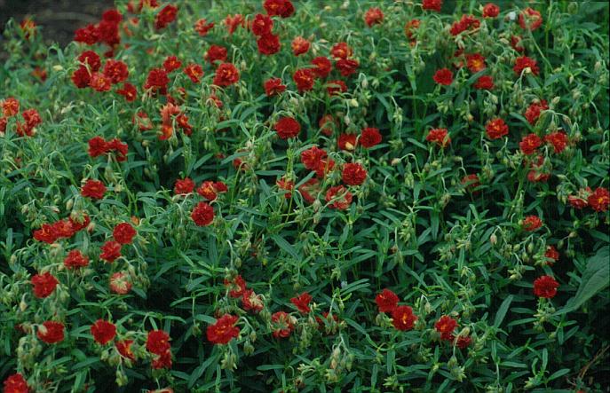 Helianthemum 'Amabile Plenum'