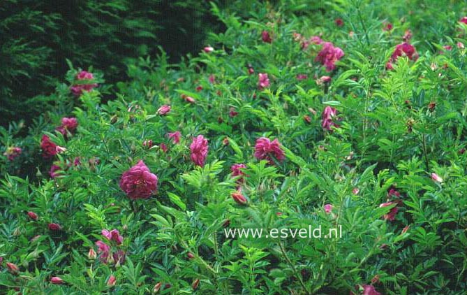 Rosa rugotida 'Dart's Defender'