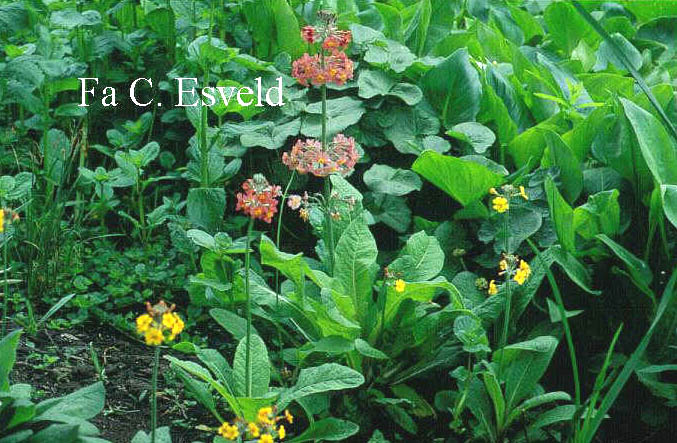 Primula bulleesiana