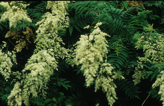 Sorbaria kirilowii assurgens