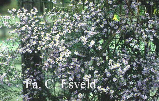 Aster cordifolius 'Photograph' (7737)