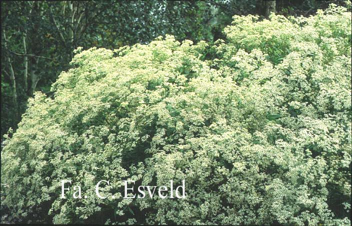 Aster glehnii 'Agleni' (7760)