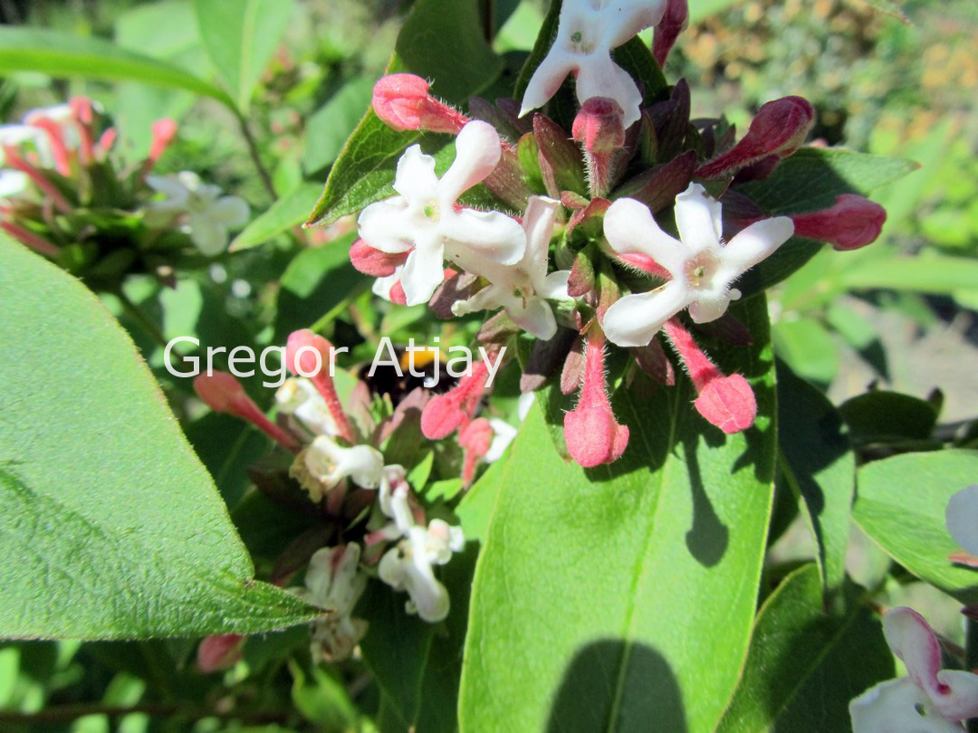 Abelia mosanensis