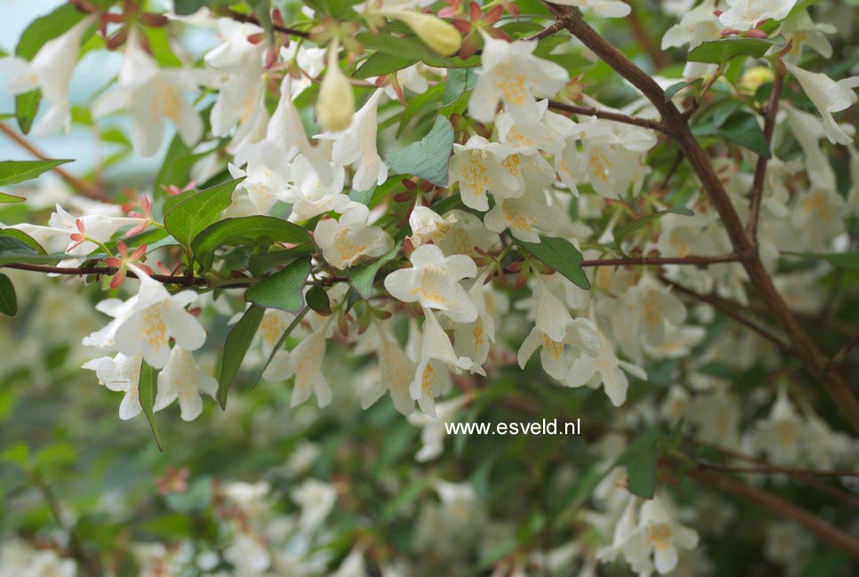 Abelia spathulata