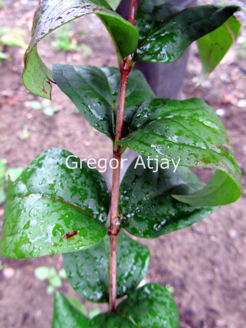 Abeliophyllum distichum 'Roseum'
