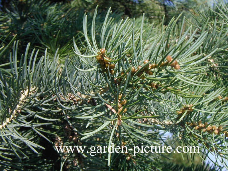 Abies concolor