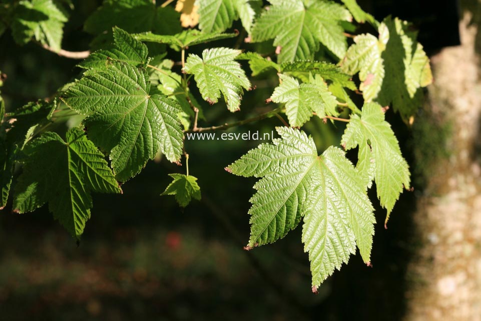 Acer argutum