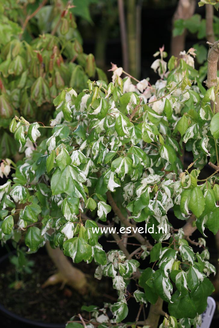 Acer buergerianum 'Goshiki-kaede'