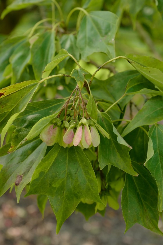 Acer buergerianum 'Hime-kaede'
