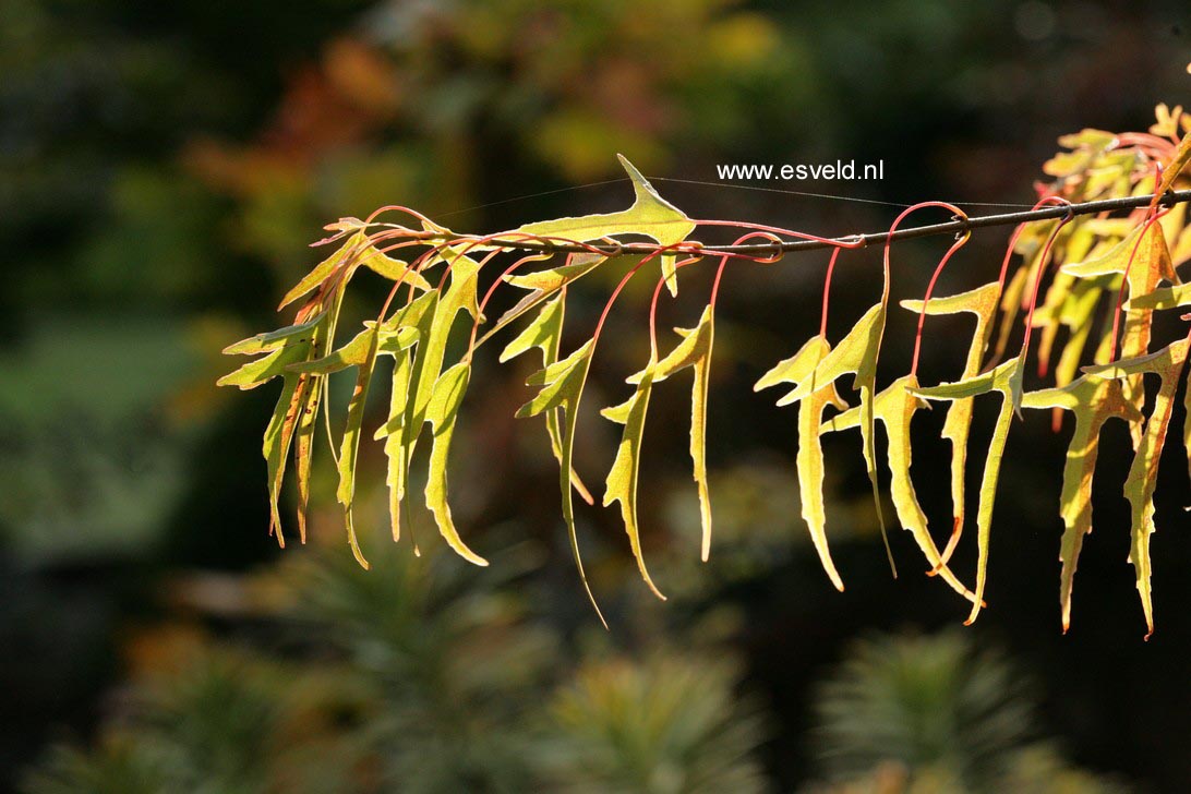 Acer buergerianum 'Mino yatsubusa'