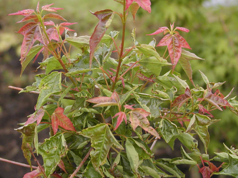 Acer buergerianum 'Naruto'