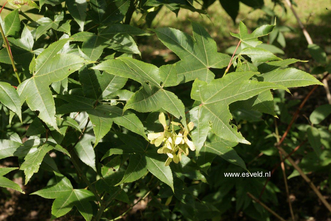 Acer campbellii fansipanense