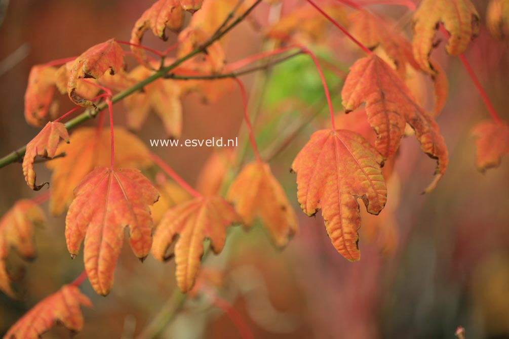 Acer campbellii ssp. flabellatum