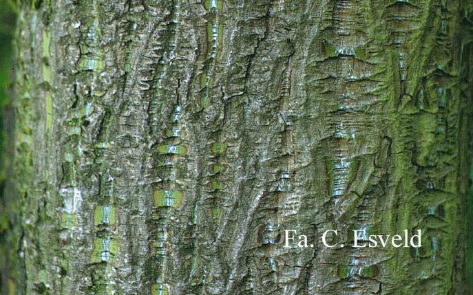 Acer capillipes