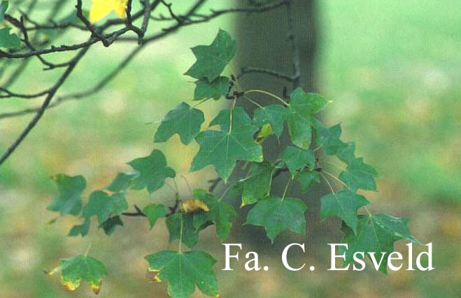 Acer cappadocicum ssp. divergens