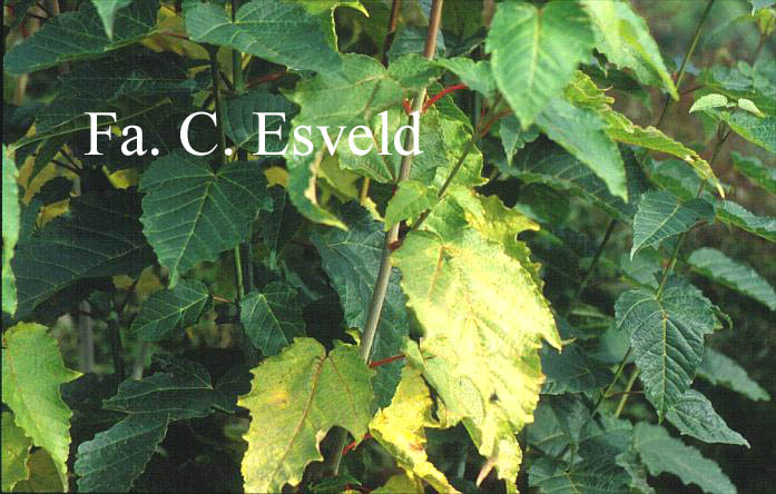 Acer conspicuum 'Phoenix'