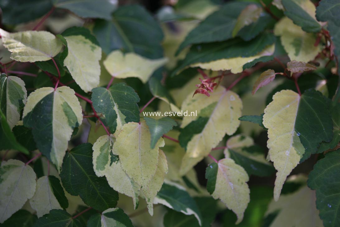 Acer crataegifolium 'Me-uri-no-ohfu'