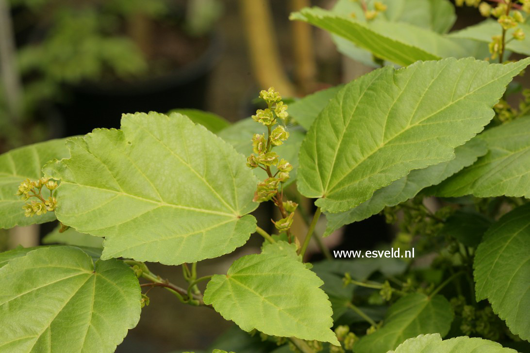 Acer davidii 'Hansu-suru'