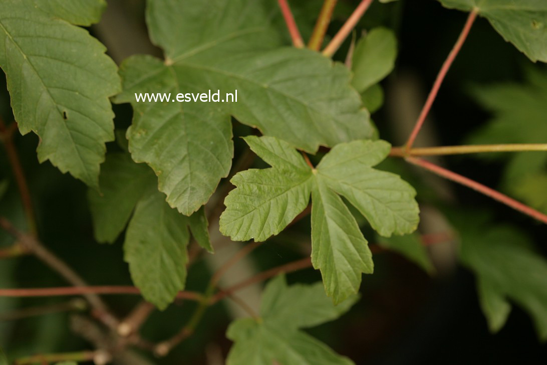 Acer griseum x pseudoplatanus