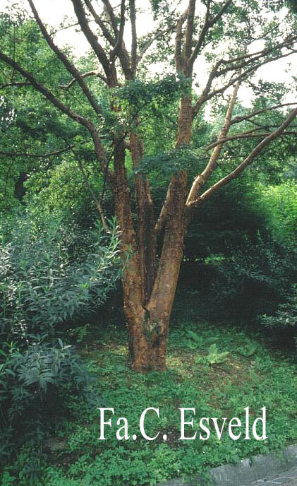 Acer griseum