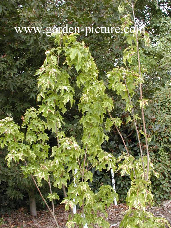 Acer hillieri 'Summergold'