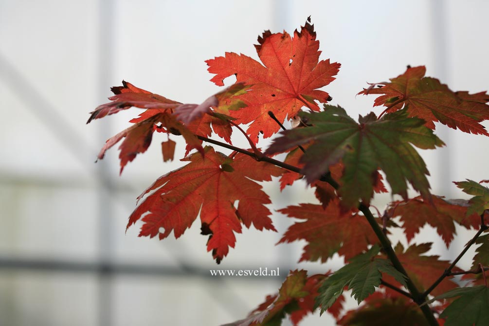 Acer japonicum 'Ō-isami'