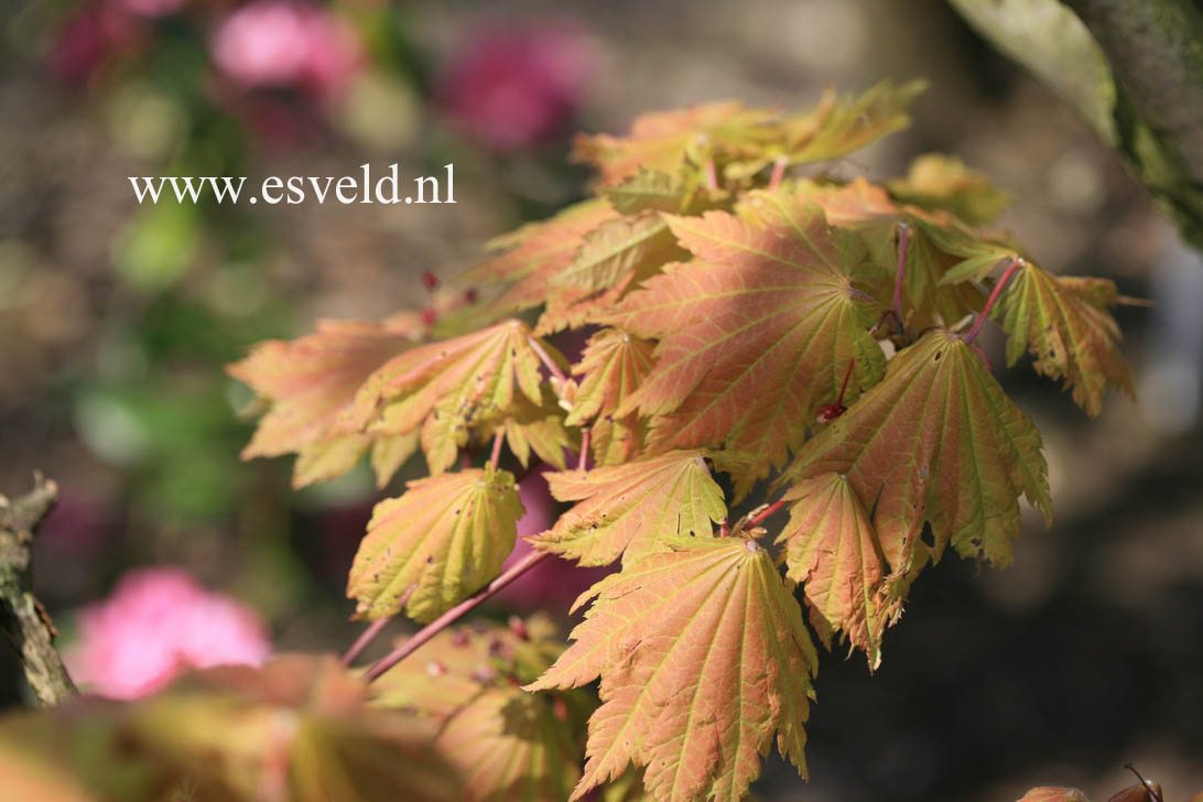 Acer japonicum 'Ōtaki'