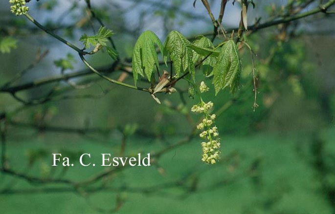Acer macrophyllum