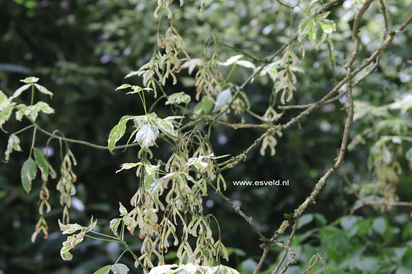 Acer negundo 'Variegatum'