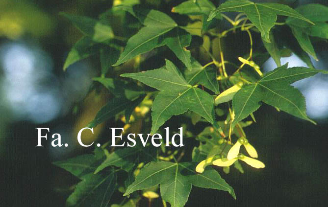 Acer oliverianum