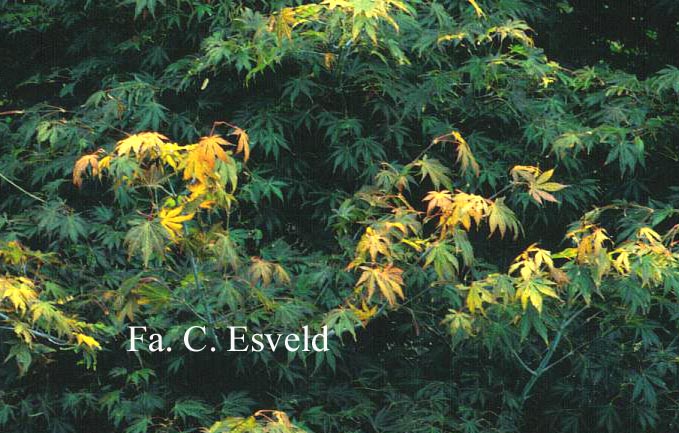 Acer palmatum 'Azuma-murasaki'