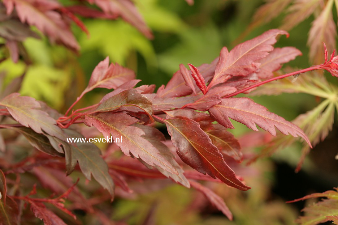 Acer palmatum 'Beni-hagaromo'