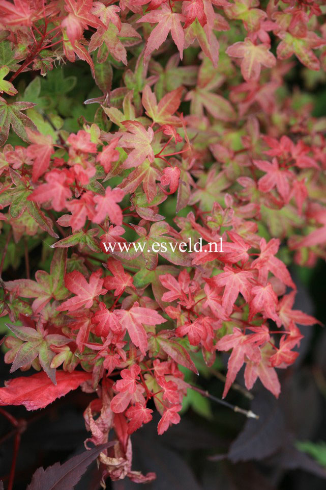 Acer palmatum 'Beni-hime'