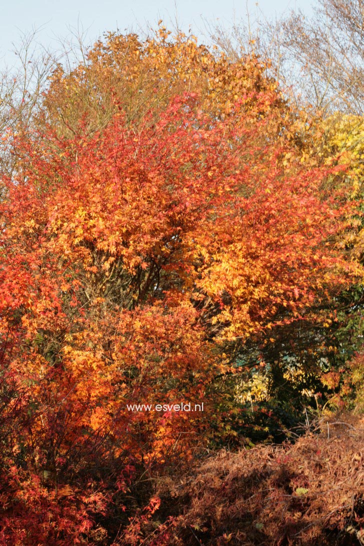 Acer palmatum 'Beni-kawa'