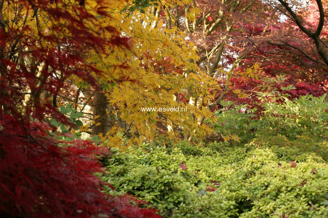 Acer palmatum 'Dissectum Flavescens'