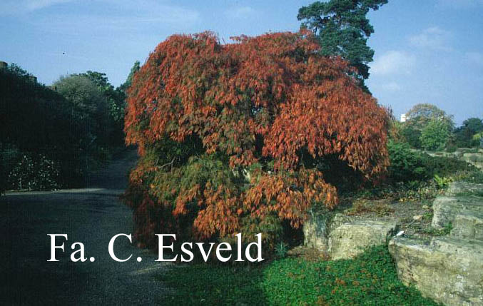 Acer palmatum 'Dissectum'